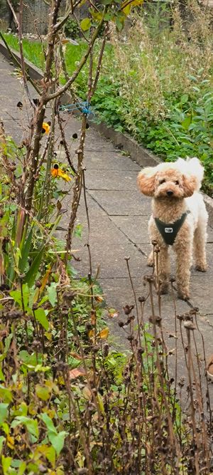 Tierischer Besuch bei uns im Garten: Buddy 