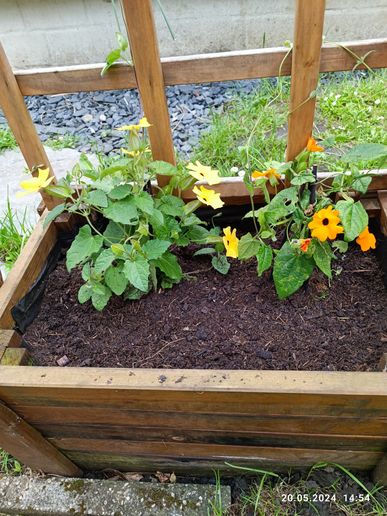 Neue Rankenpflanze an der Pergola: schwarzäugige Susanne in gelb und orange